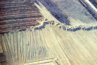 Towards a Green Revolution 