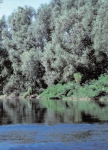 Le acque del fiume Reno inondano periodicamente il Bosco della Panfilia, creando un habitat nautrale unico al quale le specie animali e vegetali si sono perfattamente adattate.