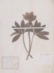 Helleborus atropurpureus, are among the one thousand specimen collected De Pisis and donated in 1916-1917 To the Padua Botanical Garden.