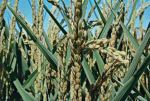 Coltivazione di riso nel Ferrarese