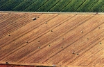 Una suggestiva immagine delle coltivazioni agricole estensive tipiche del territorio ferrarese, dove troveranno applicazione i ritrovati delle moderne biotecnologie. 